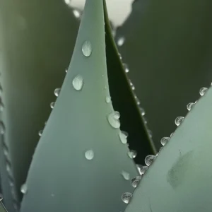 New Dandruff Detox